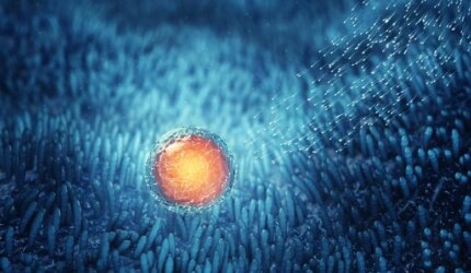 Sel Sperma Membuahi Sel Telur