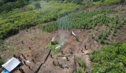 Ternyata Ini Cara Pemilik Ladang Ganja di Gayo Lues Tahu Perkembangan Tanamannya