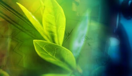 Daun Tanaman Hijau Bioteknologi