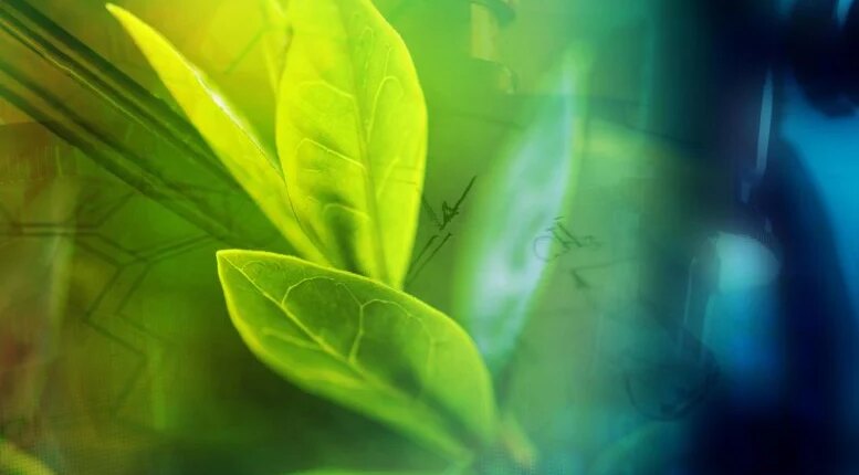 foto slider headline