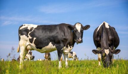 Ladang Peternakan Sapi Perah