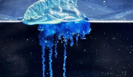 Spesies Baru Physalia mikazuki