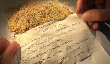 Pemeriksaan Sampel Lumut Forensik Kering