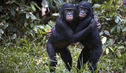 Pelukan Bonobo