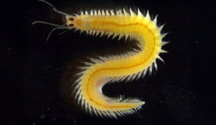 Cacing Laut “Sederhana” Ini Punya Rahasia: Mata yang Tak Pernah Berhenti Berkembang