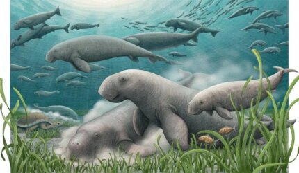 Kawanan Sapi Laut Purba