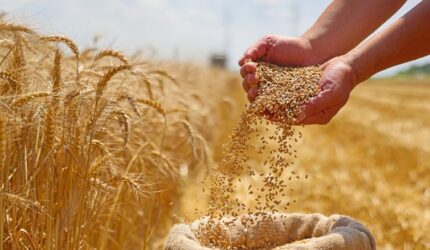Petani Gandum Tangan Sukses Panen