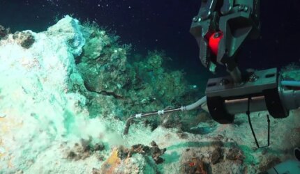 Struktur Anjing Laut Putih