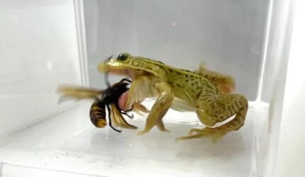 Katak Kolam Berbintik Hitam Memakan Lebah Raksasa Asia