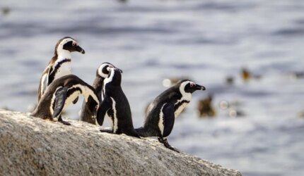 Pantai Penguins Afrika Boulder