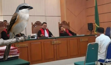 Negara Tega! Lansia 71 Tahun Dituntut 2 Tahun Bui Gegara Memikat Burung Cendet