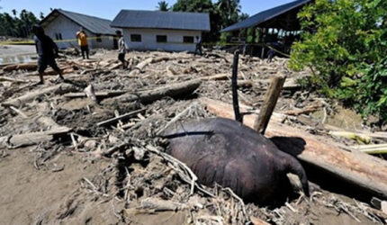 Raja Juli, Ternak Oligarki dan Gajah Mati
