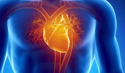 Anatomi Jantung Manusia