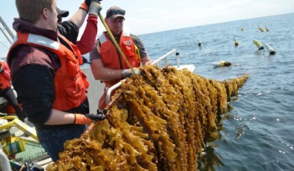 Kelson Marine dan Kolaborator Kelp Farm