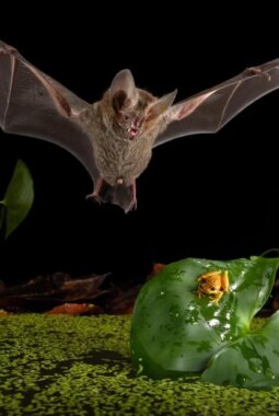 berita-rekomendasi-foto