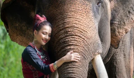 Turis Wanita Lanna Pakaian Tradisional Gajah Asia Pusat Konservasi Gajah Thailand Lampang Thailand